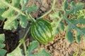 Close up, top down view of a small, natural, organic watermelon growing in the garden Royalty Free Stock Photo