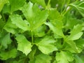 Close up top of green Chinese Celery Scented vegetables and herbs Commonly used in cooking that need to deodorize fishy smell. Or