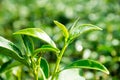 Close up top green Oolong tea leaf in garden park