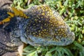 Close up of the top of the head of a bright yellow adult land iguana, iguana terrestre between green cactus plants at South Plaza Royalty Free Stock Photo