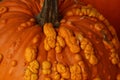 Close up of the top of a Knuckle Head Pumpkin Royalty Free Stock Photo