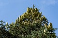 Close-up of top Numidian fir Abies numidica or Algerian fir branch with lot of large green female cones on blue sky background