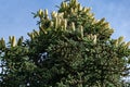 Close-up of top Numidian fir Abies numidica or Algerian fir branch with lot of large green female cones on blue sky background