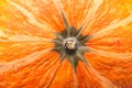 Close up at the top of orange pumpkin texture. Royalty Free Stock Photo