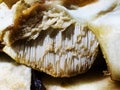 Close-up top part of a Penny Bun Fungus mushroom