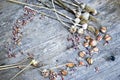 Close up, top shot of dry skins garlic bulbs, cloves, white, orange, purple colors, rustic wooden table background, selective Royalty Free Stock Photo