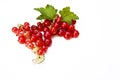 Close up, top shot of fresh harvested redcurrant on white background, selective focus, space for text, isolated