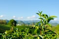 Close up Top of Tea Tree.