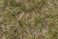 Close up top view abstract picture of weathered dry yellow wild grass field with some green blades on sunny spring or summer day. Royalty Free Stock Photo