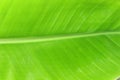 Close up top view banana leaf on white background