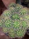 Close-up Top view of Barrel cactus plant& x28;Acanthocalycium violaceum& x29;
