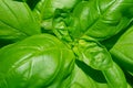 Close up of basil plant Royalty Free Stock Photo