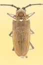 Batocera rufomaculata Longhorn beetle