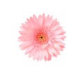 Top view beautiful pink gerbera or barberton daisy flower blooming with water drops isolated on white background and clipping path Royalty Free Stock Photo