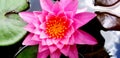 Close up or Top view of beautiful pink lotus blooming on water garden Royalty Free Stock Photo