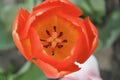 Close up top view of bloomed red tulip in soft focus Royalty Free Stock Photo