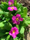 Close up top view of blooming purple primroses.