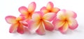 Close up and top view Bouquet of Pink Frangipani or plumeria, Tree spa flowers blossoming Bright colorful on isolate a white backg Royalty Free Stock Photo