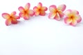Close up and top view Bouquet of Pink Frangipani or plumeria, Tree spa flowers blossoming Bright colorful on isolate a white backg Royalty Free Stock Photo