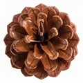 Close Up Top View of Brown Pinecone Isolated on White Background Royalty Free Stock Photo