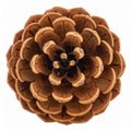 Close up Top View of Brown Pinecone Isolated on White Background Royalty Free Stock Photo
