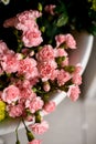 Close-up top view of bunch of pink carnation flowers. Royalty Free Stock Photo