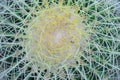 close up top view cactus Plants with thorns texture