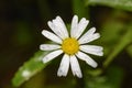 Close-up and top view of a chamomile flower covered with morning dew drops Royalty Free Stock Photo