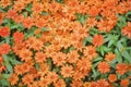 Top view colorful ornamental flowers blooming in garden , zinnia violacea huge group nature background