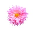 Top view colorful ornamental pink or purple dahlia flower blooming with yellow pollen isolated on white background with clipping Royalty Free Stock Photo