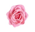 Top view colorful pink or purple rose flowers blooming isolated on white background with clipping path , ,beautiful natural Royalty Free Stock Photo