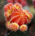 Close up top view colorful small cactus plant with beautiful yellow and red flower on Ruby ball tree, grafted cactus or moon cactu