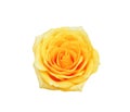 Top view colorful yellow rose flowers blooming isolated on white background with clipping path Royalty Free Stock Photo