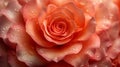 Close-Up top view of the delicate beauty Rose with Dewdrops in Soft Light, background