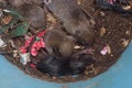 Close-up top view of dirty rat nest. Litter of baby rats inside a filthy garbage can. Rodent infestation. Pest control background.