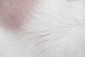 Top view dog fur patterns texture for background Royalty Free Stock Photo