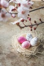 Close up and top view of an Easter nest with white and pink freckled and spring tree branches on wooden background Royalty Free Stock Photo