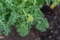 Close up, top view of an edible kale bud, about to flower bolting, to form seeds as a biennial vegetable. Gardening hobby for