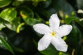 Close up top view of Ervatamia or Gardenia white flowers is blossom in the garden, it have 5 lobe. Royalty Free Stock Photo