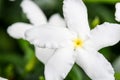 Close up top view of Ervatamia or Gardenia white flowers is blossom in the garden, it have 5 lobe. Royalty Free Stock Photo