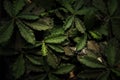 Close up top view of Euphorbia Decaryi Spirosticha succulent plant