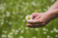 Close up top view of 2 female hands holding one fresh daisy flower Royalty Free Stock Photo