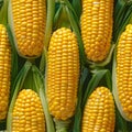 Close-up top view Seamless pattern fresh boiled corn cobs vibrant yellow kernels green husks