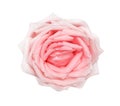 Top view fresh light pink rose flowers blooming with detailed skin natural patterns isolated on white background with clipping Royalty Free Stock Photo