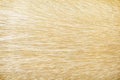 Top view furry light brown dog texture long patterns , Nature animal background Royalty Free Stock Photo