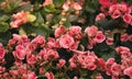 Close up top view garden of vintage pink blooming Big Begonia fl