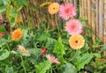 Top view gerbera or barberton daisy flower group blooming with water drops in garden background Royalty Free Stock Photo