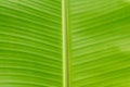 Close-up top view of green banana leaf background and texture Royalty Free Stock Photo