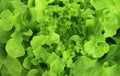 Close up top view of green fresh lettuce leaves growing in vegetable fields Royalty Free Stock Photo