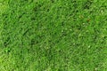 Close up top view Green grass texture background Royalty Free Stock Photo